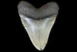 Large, Fossil Megalodon Tooth - North Carolina #75541-2